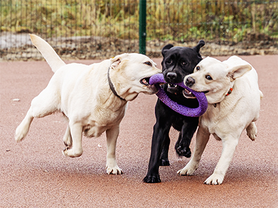 Строительство площадок для собак